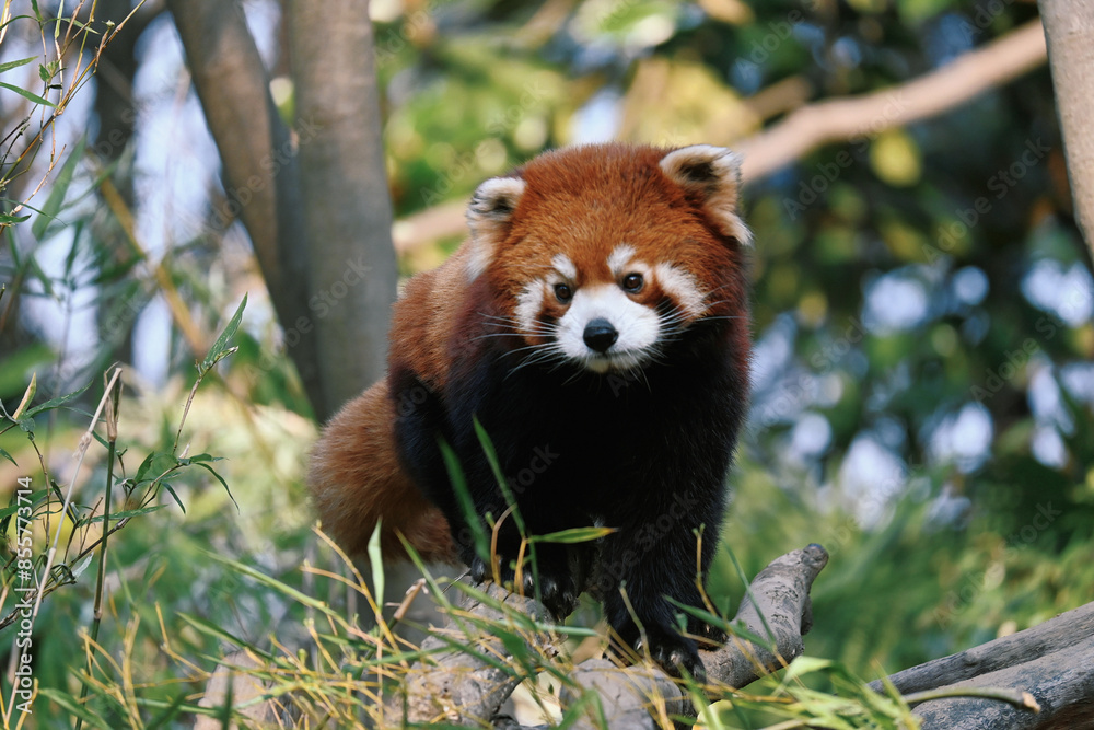 Fototapeta premium red panda bear