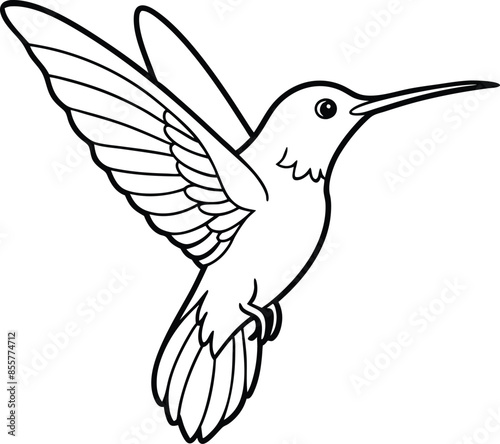 Hummingbird vector lineart drawing design