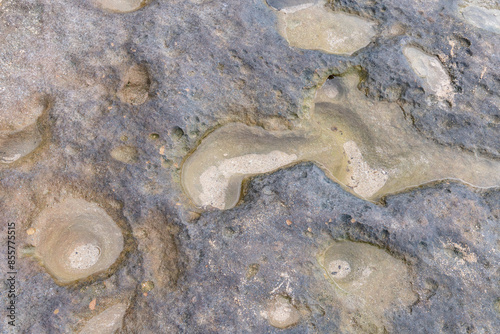 Salt weathering, beachrocks. Laniakea Beach，Oahu's North Shore, Honolulu, Hawaii geology, Beachrock is a friable to well-cemented sedimentary rock. photo