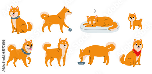 Shiba Inu Dog . Set of Shiba Inu dogs in various poses. Cute dogs sitting, playing, sleeping, and eating.  Japanese dog breed.