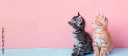 Two kittens isolated on pas...