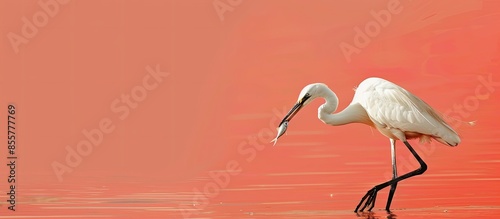 white heron with fish in it...