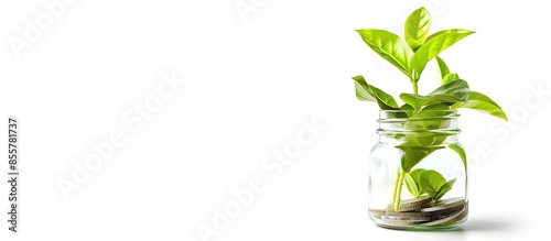 Plant growing from coins in...