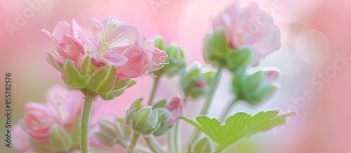 Macro image of geranium flo...