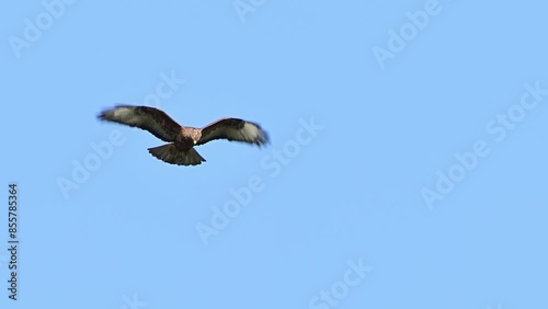 Common buzzard buteo buteo flying in the sky. Close up. Slow motion.