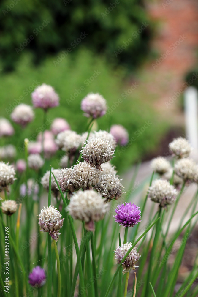 Faded Chives flowers, North Yorkshire England
Faded Chives flowers, North Yorkshire England