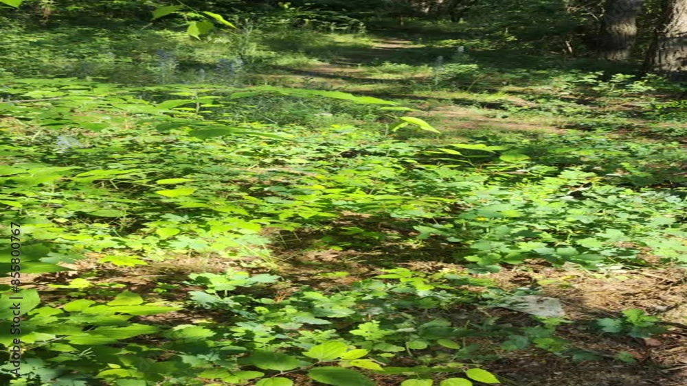 forest flowers. Lush green jungle with abundant trees, plants, and groundcover. flowers in the forest. forest flowers. Lush green jungle with abundant trees, plants, and groundcover. flowers in the forest.