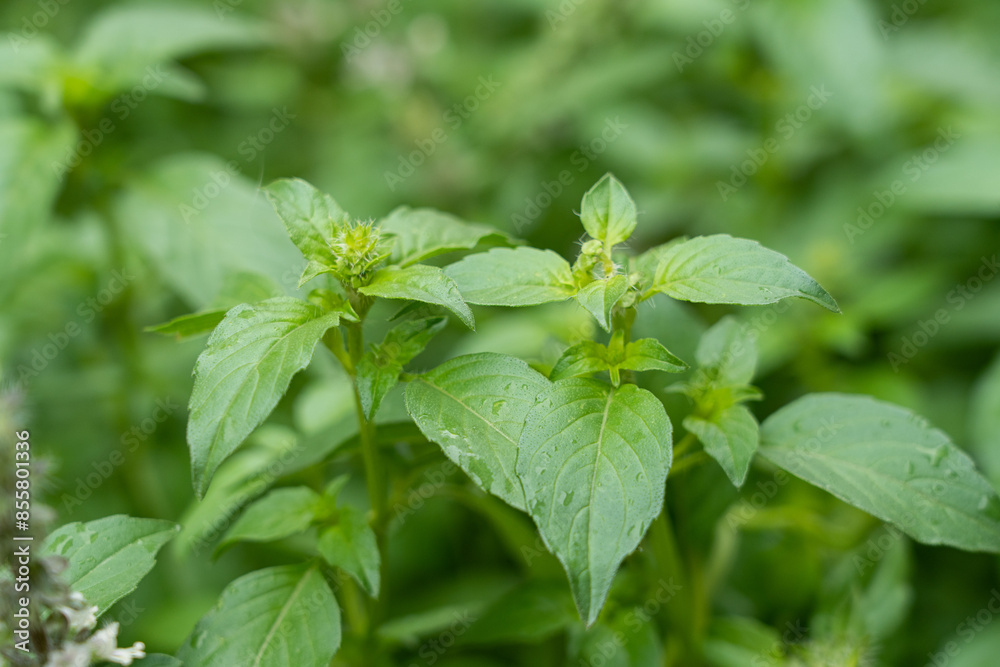 green basil leaves closeup, growing basil in the garden, green basil leaves closeup, growing basil in the garden,