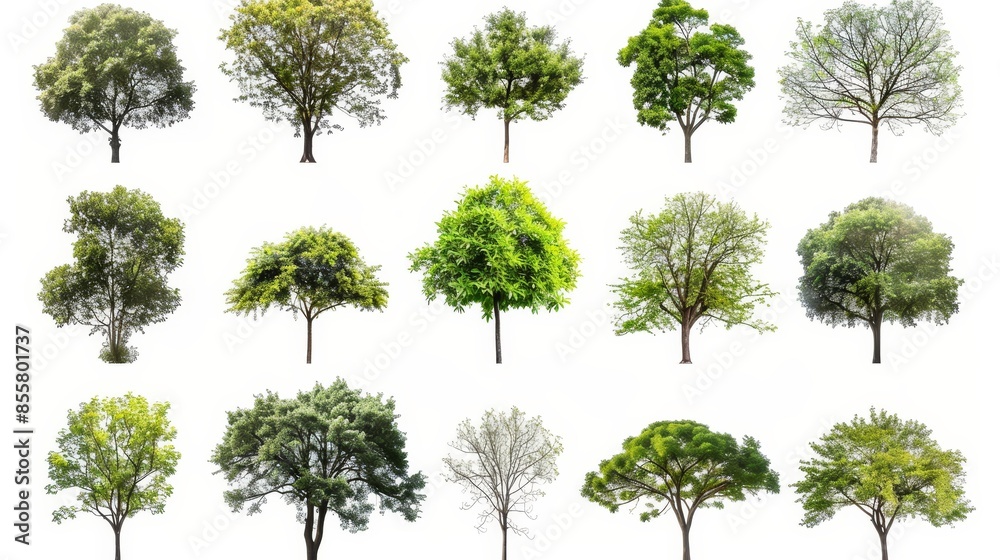 An isolated tree on a white background in high definition An isolated tree on a white background in high definition