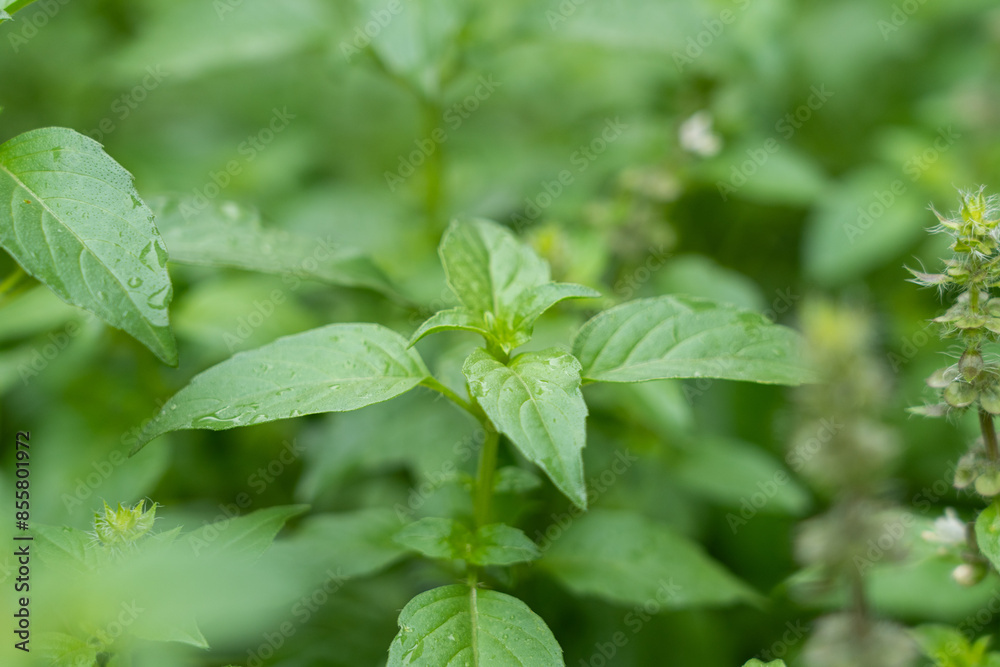 green basil leaves closeup, growing basil in the garden, green basil leaves closeup, growing basil in the garden,