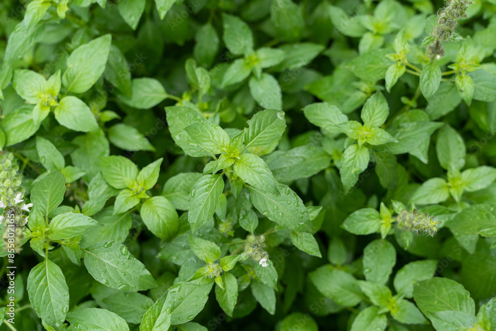 green basil leaves closeup, growing basil in the garden, green basil leaves closeup, growing basil in the garden,