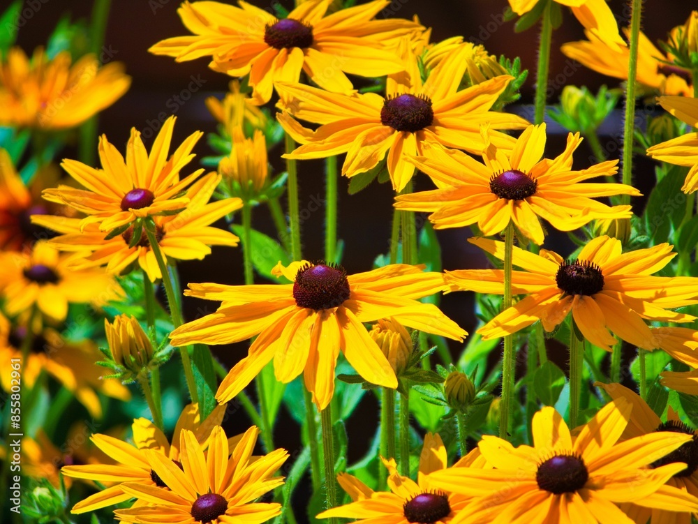 Close-up of vibrant yellow daisies in full bloom on a sunny day Close-up of vibrant yellow daisies in full bloom on a sunny day