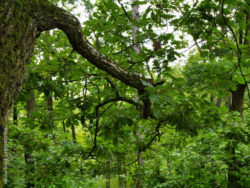 Closeup of lush green branches of trees in a forest Closeup of lush green branches of trees in a forest
