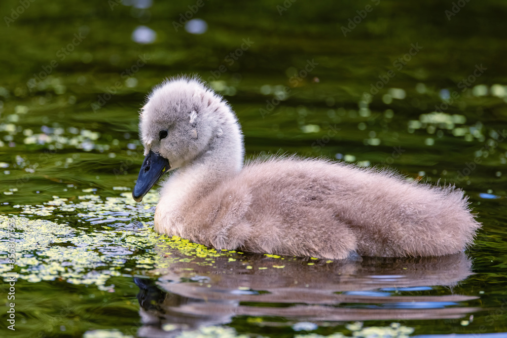 Baby swan cygnet Baby swan cygnet