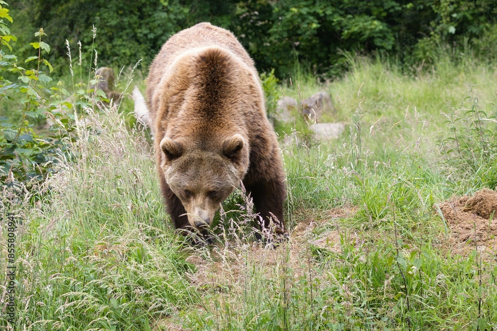 Brown bear walking through a grassy field in a forested area Brown bear walking through a grassy field in a forested area