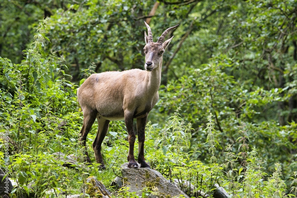 Alpine ibex (Capra ibex) in a forested area Alpine ibex (Capra ibex) in a forested area