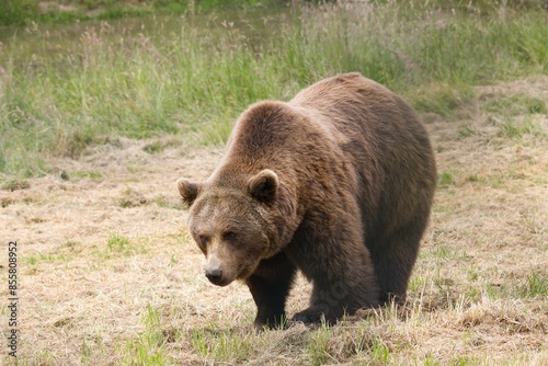 Brown bear walking through a grassy field in a forested area