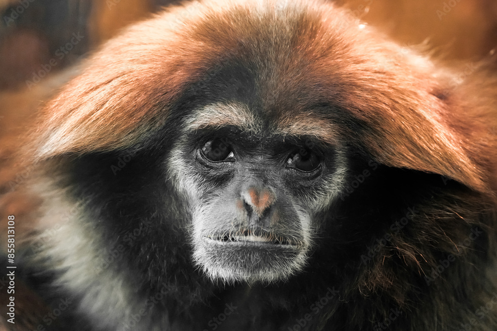Fototapeta premium Portrait of a white-handed gibbon. Animal in close-up. Hylobates lar. Lar gibbon 