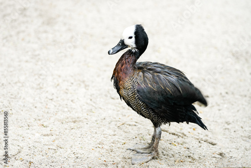 Portrait of a Widow Whistling Goose. Bird in close-up. Dendrocygna viduata. White-faced whistling duck
