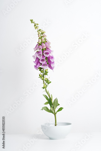 Close-up of a foxglove flower on a white background in a white ceramic vase