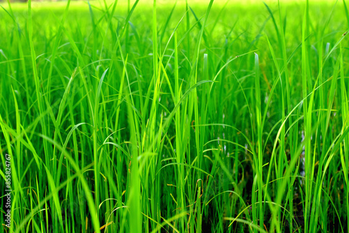 Green rice plants in the rice field, natural background