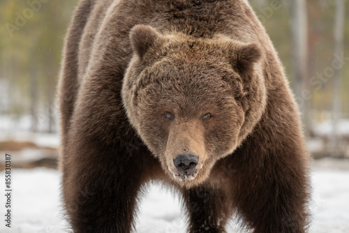 Wallpaper Mural Big male brown bear stands on a snowy bog and stares straight into the camera Torontodigital.ca