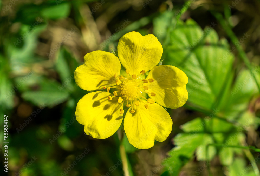 Close up of creeping cinquefoil, European cinquefoil or creeping tormentil (Potentilla reptans) in the meadow in summer Close up of creeping cinquefoil, European cinquefoil or creeping tormentil (Potentilla reptans) in the meadow in summer