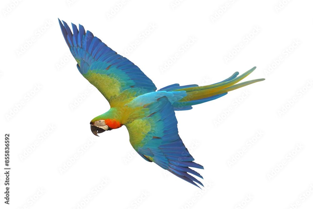 Fototapeta premium Colorful flying Harlequin Macaw parrot isolated on transparent background png file