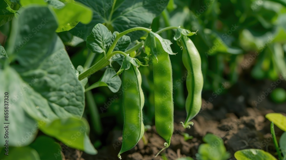 Organic Green Pea Fresh and Ready to Eat Organic Green Pea Fresh and Ready to Eat