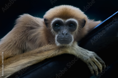 close up of a gibbon sitting photo