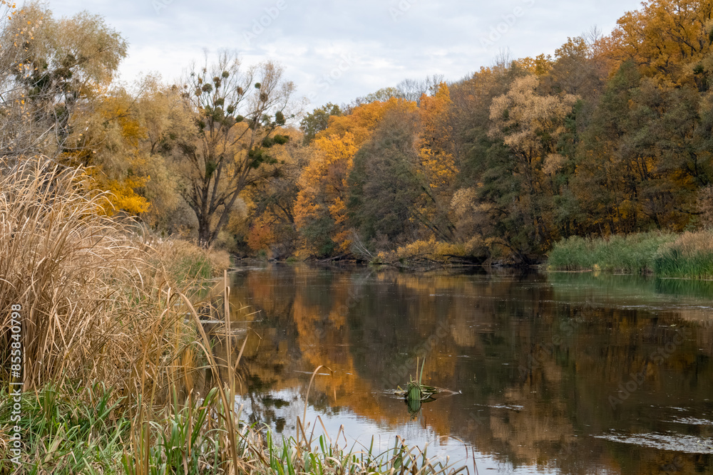 Autumn Riverside with Reeds Grass and Golden Trees Reflections. Autumnal Siverskyi Donets River in Ukraine Autumn Riverside with Reeds Grass and Golden Trees Reflections. Autumnal Siverskyi Donets River in Ukraine