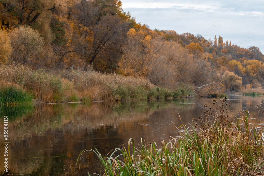 Autumn botany scene along the Siverskyi Donets River in Ukraine with golden trees and reflections Autumn botany scene along the Siverskyi Donets River in Ukraine with golden trees and reflections