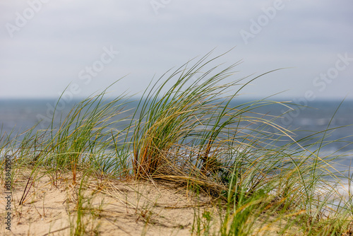 Marram grass (ammophila) blowing in the wind on a sunny beach day.