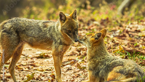 Moonlit shadows, two golden jackals cuddle closely, their sleek forms entwined in affectionate embrace. Amidst the nocturnal chorus, their bond radiates, a testament to the warmth and companionship