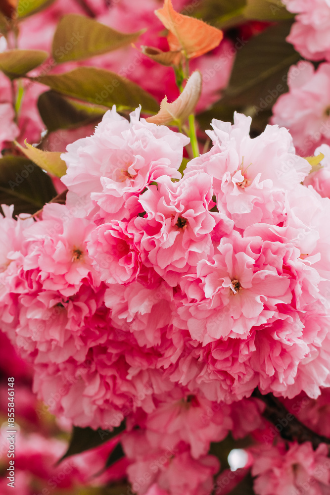 Blooming pink sakura close-up, floral background Blooming pink sakura close-up, floral background