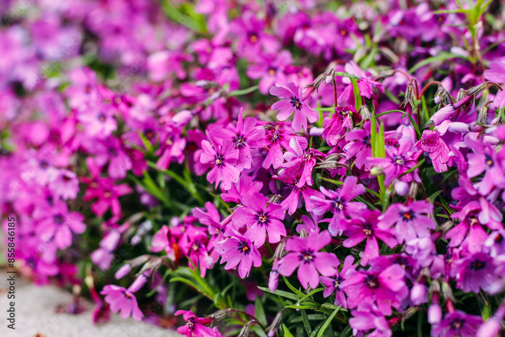 Pink Phlox subulata in the garden close-up Pink Phlox subulata in the garden close-up