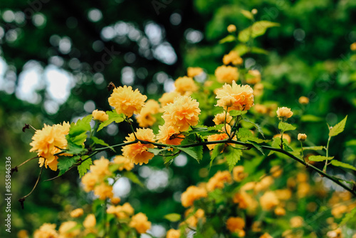 Keria Japanese bush blooming yellow in the botanical garden photo