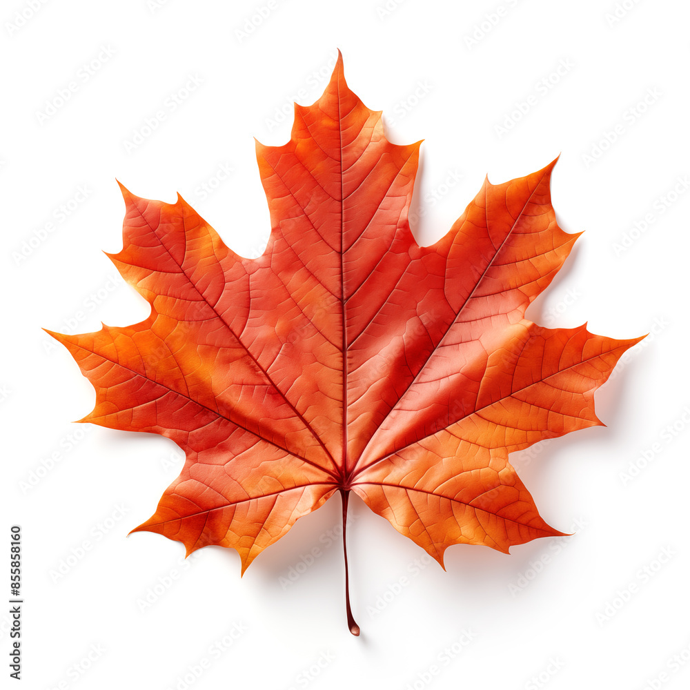 Obraz premium Colorful autumn maple leaf cut out