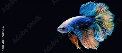 The beauty of colorful bett...