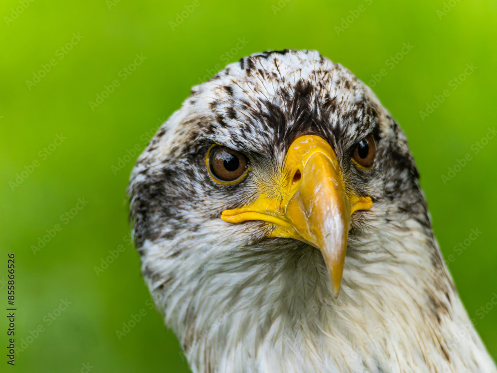 Fototapeta premium American bald eagle portrait. close-up view, its intricate feathers and distinctive yellow beak showcased against a softly blurred natural backdrop, evoking a sense of wild beauty.