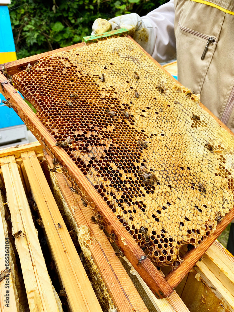 Pszczelarz z plastrem miodu przy otwartym ulu. Produkcja miodu. Ekologiczna pasieka. Zdrowe odżywianie, Tradycyjna, lokalna produkcja miodu Pszczelarz z plastrem miodu przy otwartym ulu. Produkcja miodu. Ekologiczna pasieka. Zdrowe odżywianie, Tradycyjna, lokalna produkcja miodu