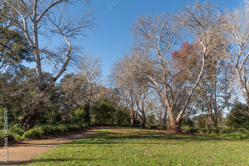 Winter Parkland