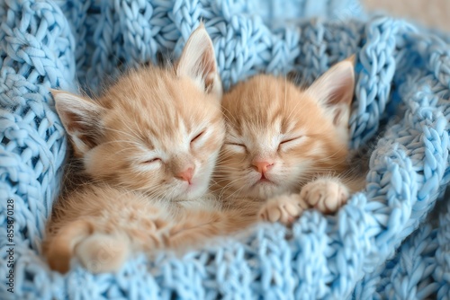 Cute ginger little red kitten sleeps on fur blue plaid. Baby cats sleeping together. Tabby kitten lying under knitted blanket. Two feline cuddling, hugging. Domestic animal. Cozy nap time. Home pet