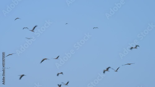 Migrating white storks use the uplift of air thermals to reduce the effort of long-distance flying.
