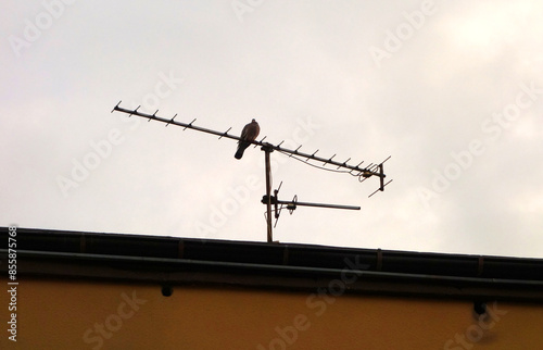 The analog antennas currently receive DVB-T2 TV on the roof with a sitting bird photo