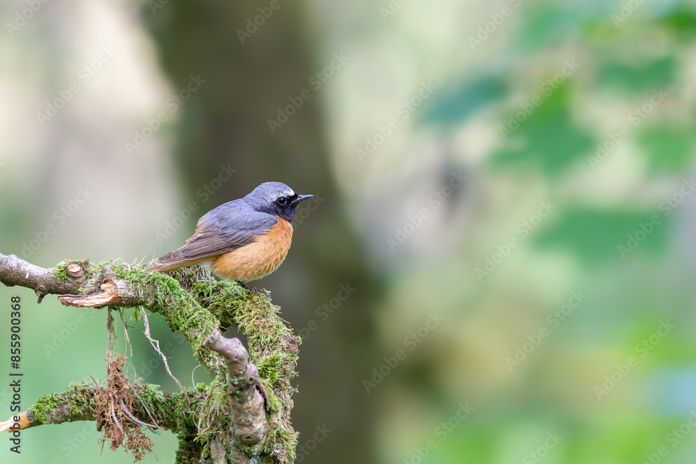 Common male Redstart, Phoenicurus phoenicurus, perched on a moss covered branch Common male Redstart, Phoenicurus phoenicurus, perched on a moss covered branch