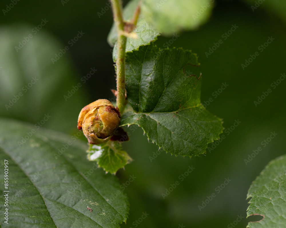 Haselnuss, Blüte, Gras, Gräser, Tropfen, zart, Bio, Natur, Natürlich Haselnuss, Blüte, Gras, Gräser, Tropfen, zart, Bio, Natur, Natürlich