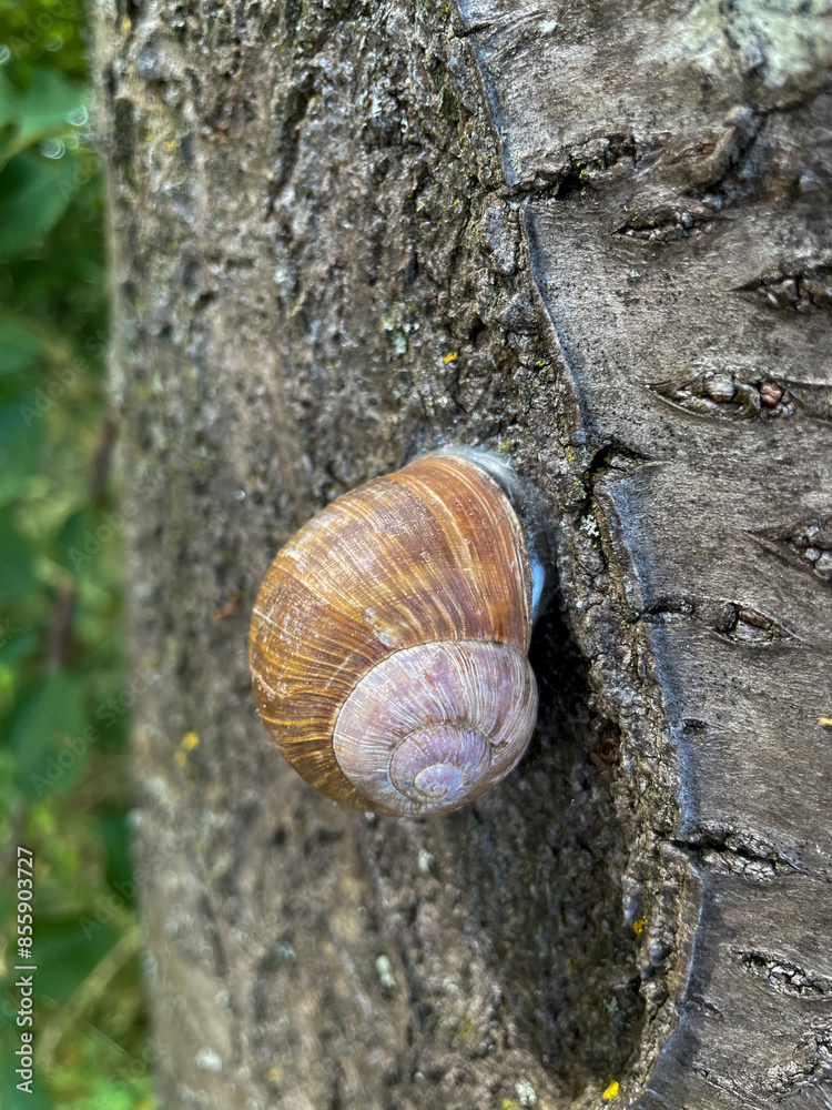Schnecke kriecht mit ihrem Häuschen an einem Baumstamm hinauf Schnecke kriecht mit ihrem Häuschen an einem Baumstamm hinauf