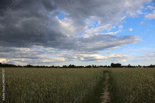 Dark clouds over the wheat field