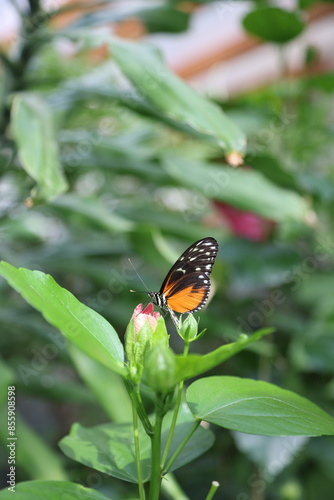 Heliconius Hecale Zuleika butterfly on flower in tropical garden
